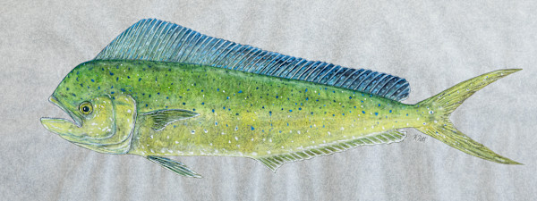 Mahi-Mahi by Kaylee Hettenbaugh