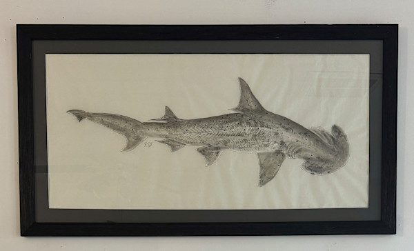 Bonnethead Shark by Kaylee Hettenbaugh