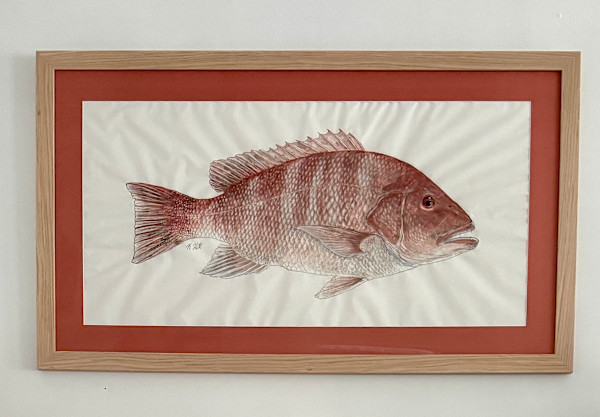 American Red Snapper by Kaylee Hettenbaugh