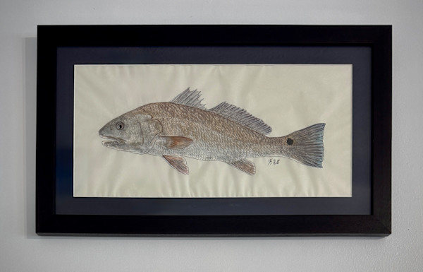 Redfish I by Kaylee Hettenbaugh