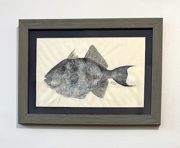 Grey Triggerfish by Kaylee Hettenbaugh