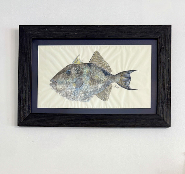 Grey Triggerfish by Kaylee Hettenbaugh, Image 2.