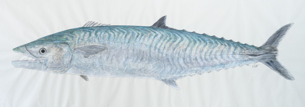 King Mackerel by Kaylee Hettenbaugh