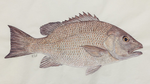 Mangrove Snapper by Kaylee Hettenbaugh