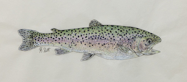 Rainbow Trout I by Kaylee Hettenbaugh