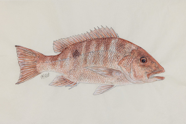 Red Snapper I by Kaylee Hettenbaugh