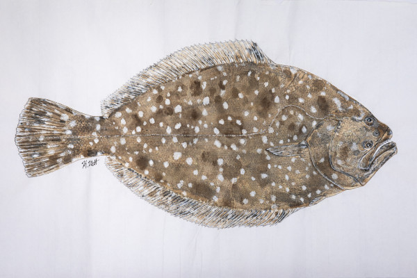 Southern Flounder I by Kaylee Hettenbaugh