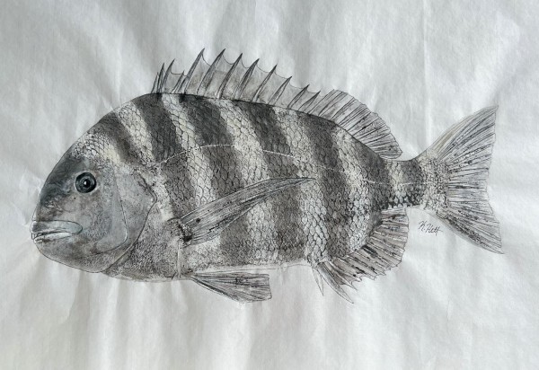 Sheepshead Porgy by Kaylee Hettenbaugh