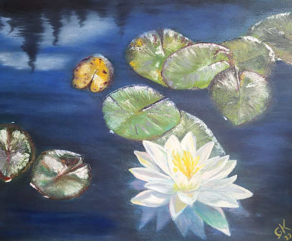 Marsh Lake Water Lily- Algoma, Image 2.