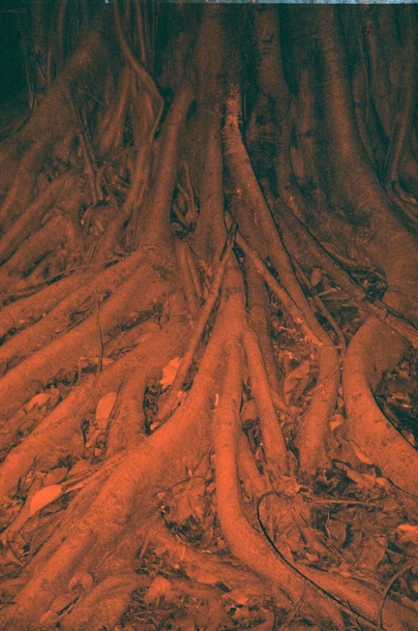 Raiz Vermelha by Fe Avila