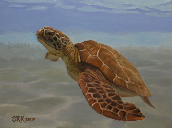 Sea Turtle 1 by Sonia Kane