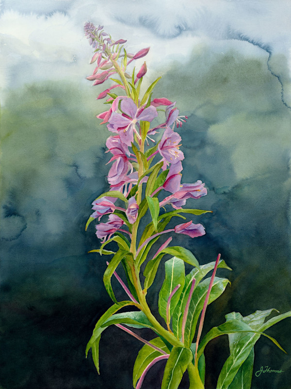 Fireweed by Jessica Reid Thomas, Image 3.
