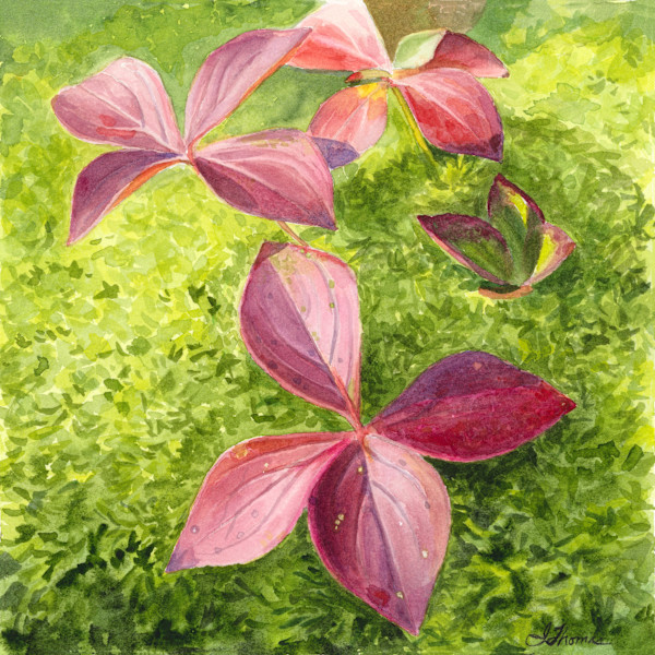 Forest Carpet by Jessica Reid Thomas, Image 1.