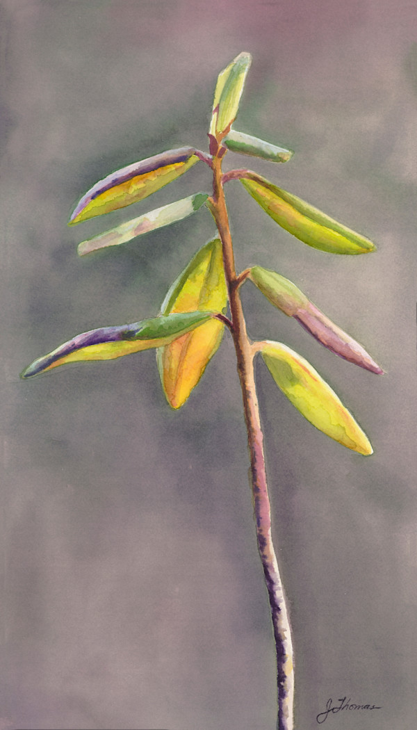 Illumination by Jessica Reid Thomas, Image 2.