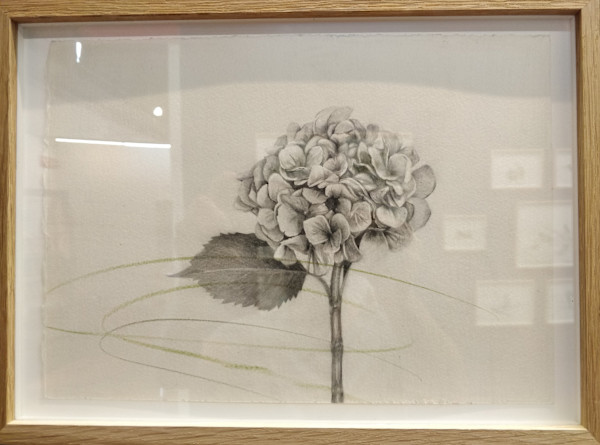 Hydrangea: Heartlessness by Vik . JF, Image 1.