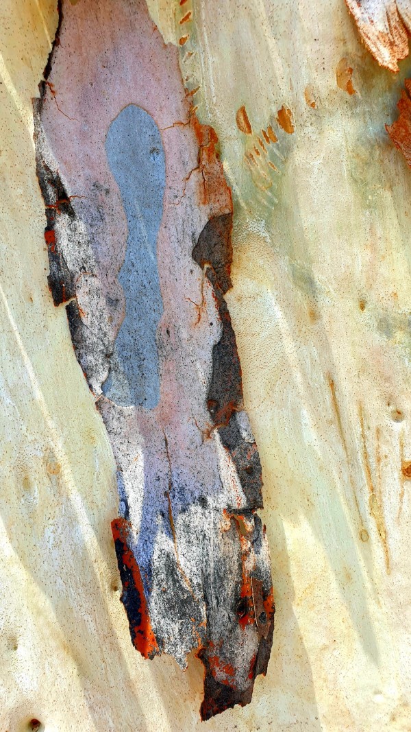 Eucalypt Bark Series No 1 by Colin J. Abbott