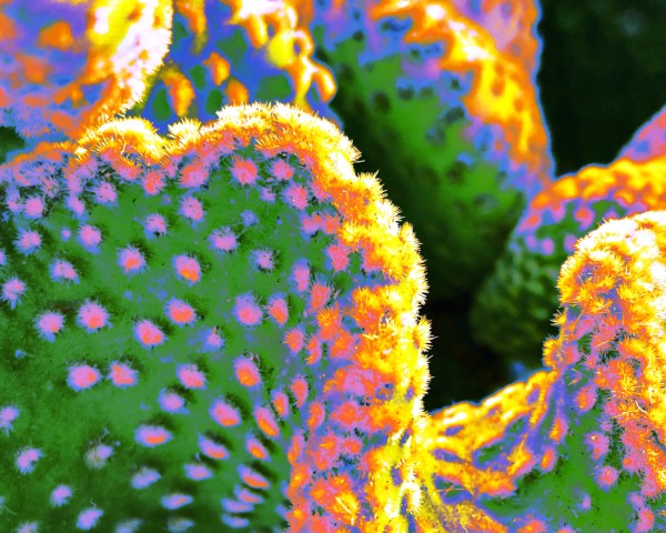 Coronado Cactus by Cherrie Anderson
