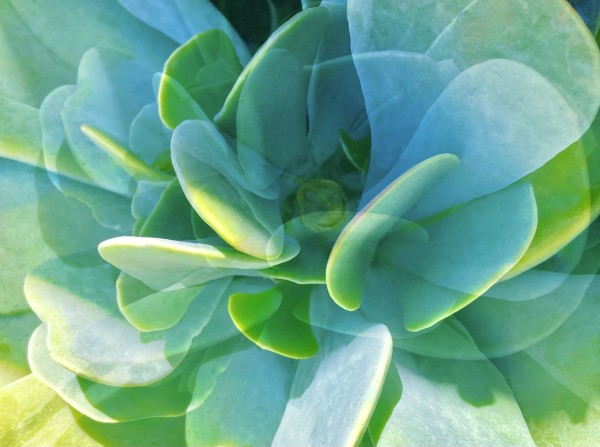 Succulent by Cherrie Anderson