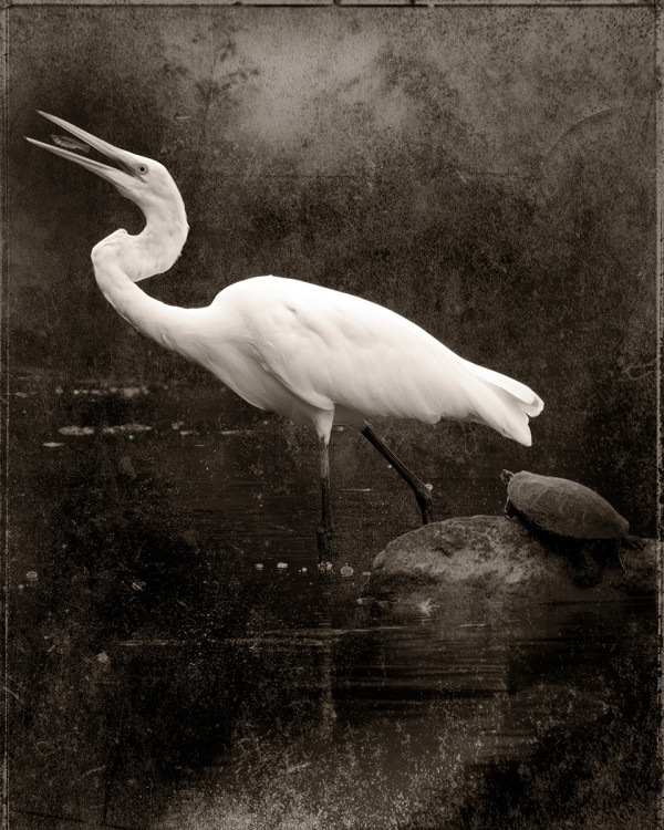 The Egret by Robert David Atkinson