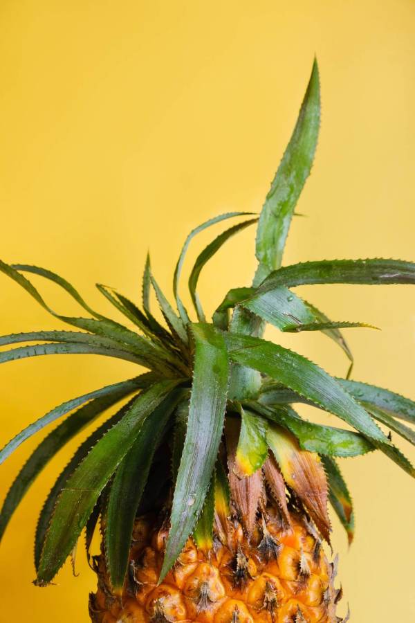 Pineapple #1 by Stelio Banze