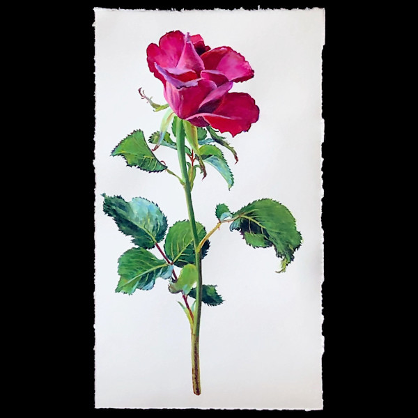 Fuchsia Garden Rose by Alicia Sterling Beach