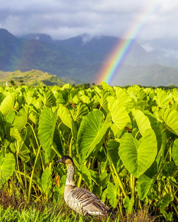 Hawaiian Nene at the Hanalei National Wildlife Refuge by Debra Behr