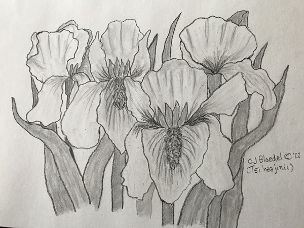 Irises by CJ Bloedel