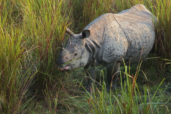 One-Horned Indian Rhinoceros by Lee-Margaret Borland