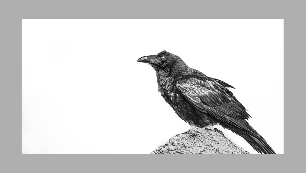Ravens Rock by Cara Brewer