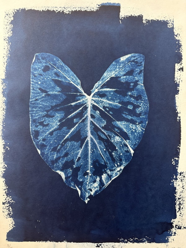 Large Hilo Beauty Print by Chelsea Cantrell
