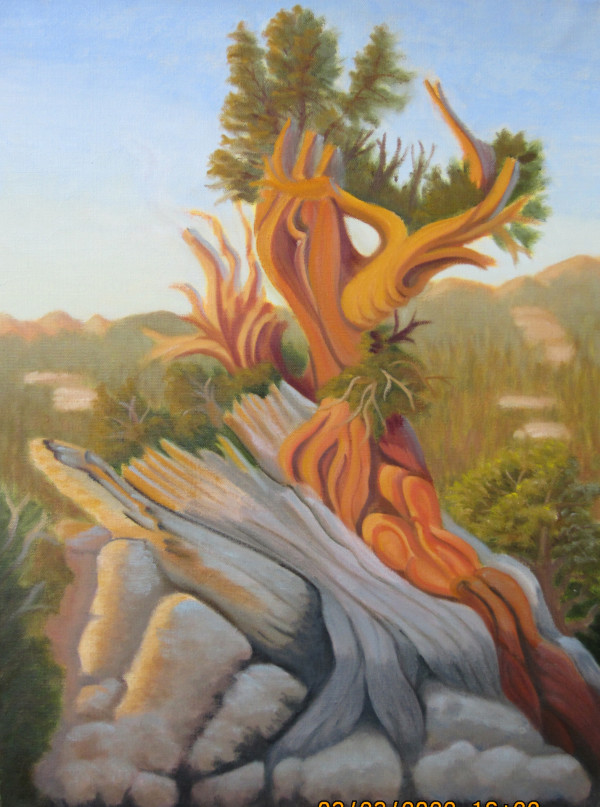 Bristlecone Pine Sunset by Roger Carver