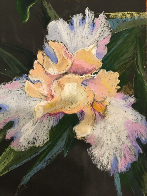 Bearded Iris by Deborah Cowder