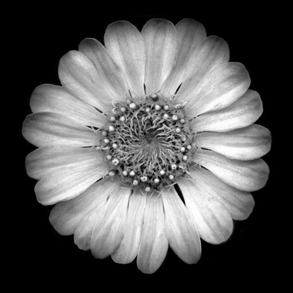 Flower Individual by Fretta Cravens