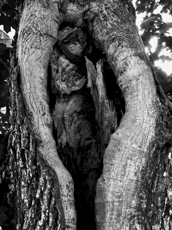 The Courier by D.A. Kirschner