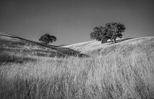 California Oaks on a Hillside by Tom Debley