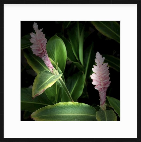 Hawaii in Bloom by Lynne Deutch
