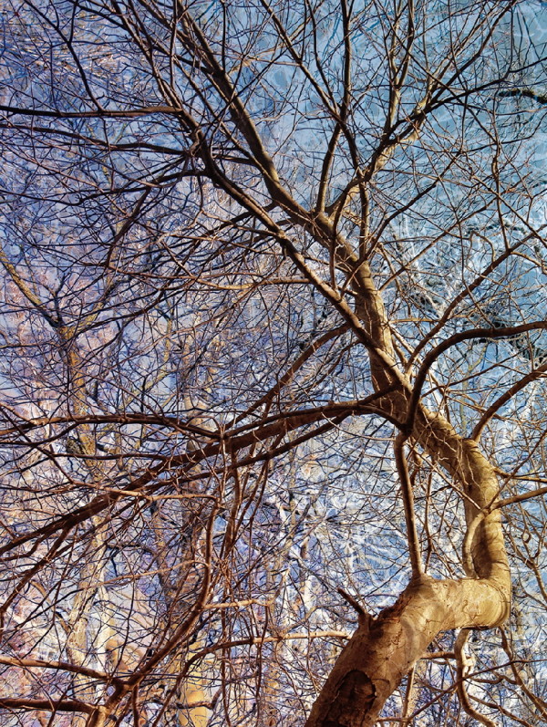 Winter Trees by Louis DiGena