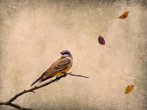 The Last Leaves of Autumn by Rajan Dosaj