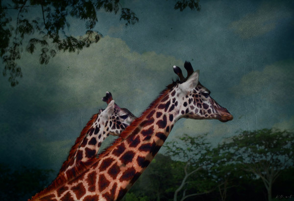 Two Giraffes by K.E. Downham