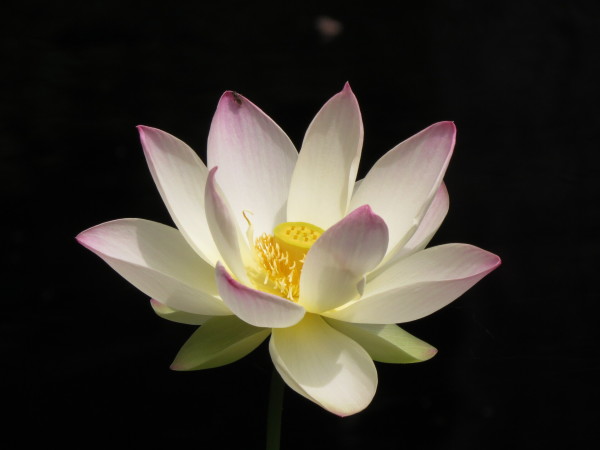 Blessed Lotus by Mattie Egerter