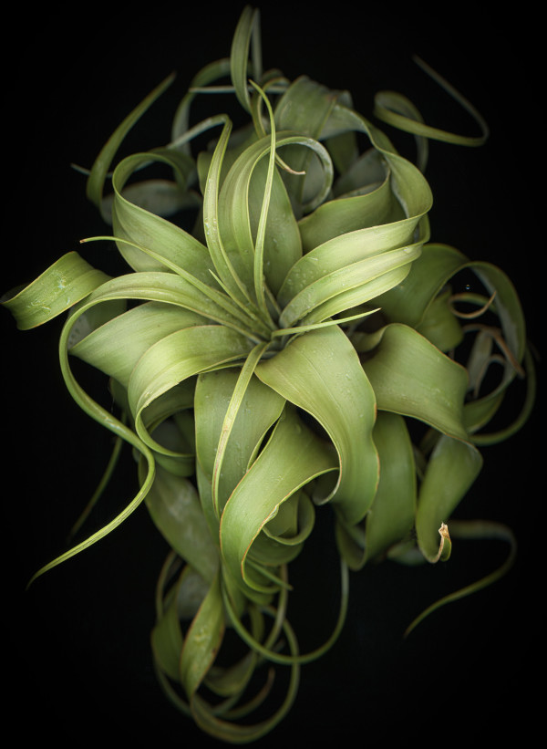 Airplant Solo: Tillandsia Streptophylla by LJ Evans