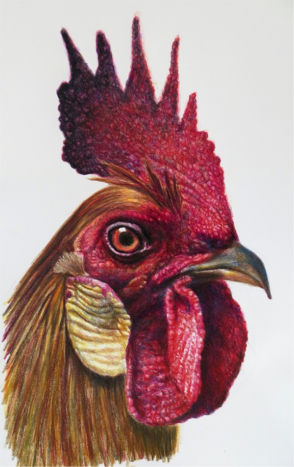 Rooster by Carol Foerster