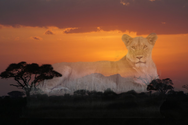 Lioness at Sunrise by Mary Anne Fontana