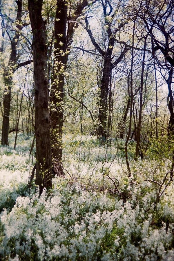 Woodland Hyacinths by Christopher B. Fowler