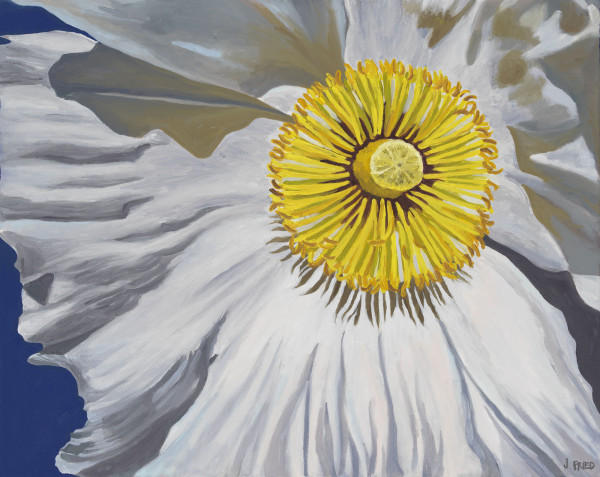 White Poppy by Jacqueline Fried