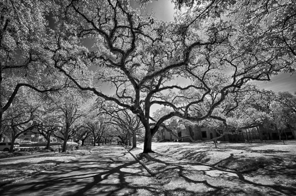 Skinny Tree on North Blvd by Norman Gabitzsch