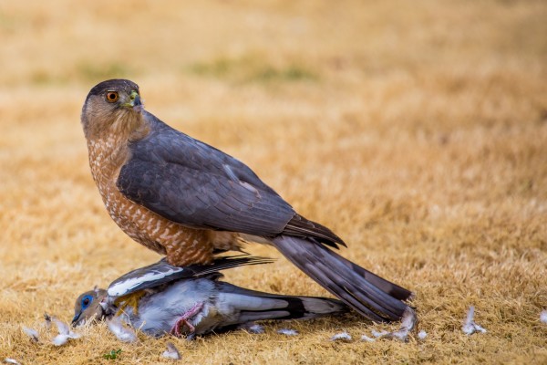 Hawk and Dove by Matthew Gallien