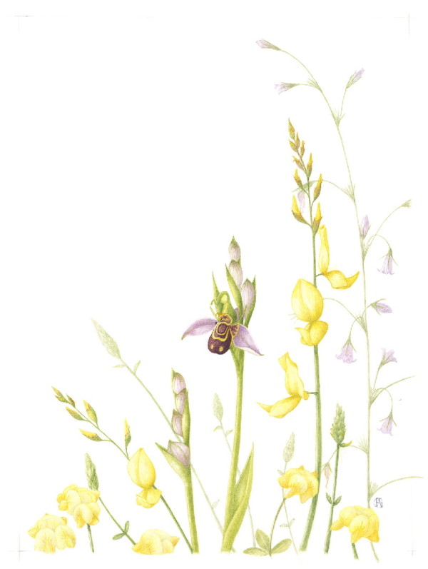 Wildflower !! - Bee Orchid and Friends by Pauline Goldsmith