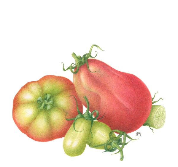 Italian Tomatoes by Pauline A. Goldsmith