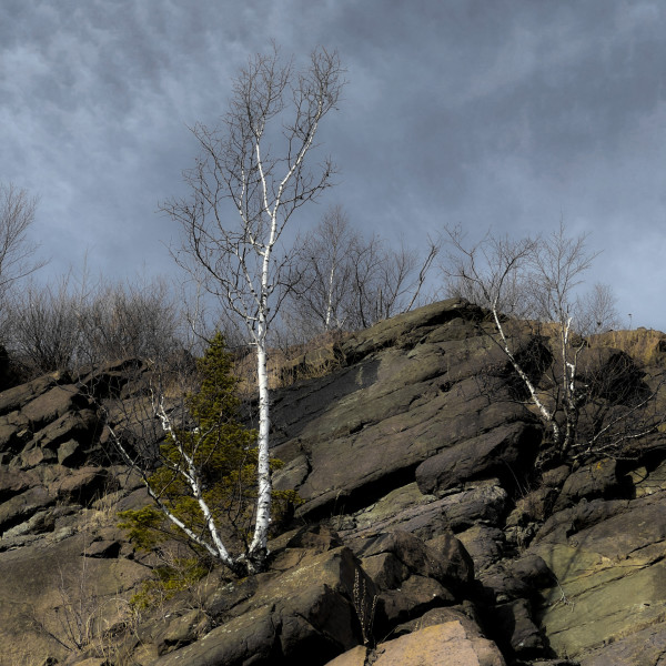 North Shore Birches by Claire Goldstein